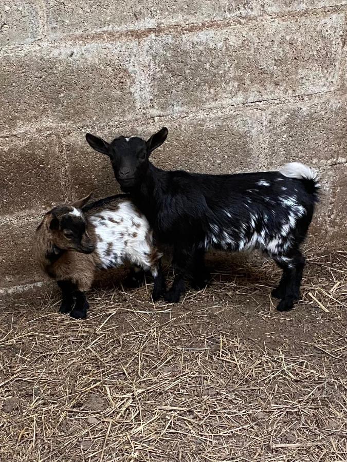 Villa Un Dodo Dans La P'Tite Ferme Vibeuf Exterior foto